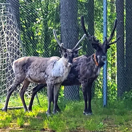 Majatalo Oravanpesae Lampsijärvi