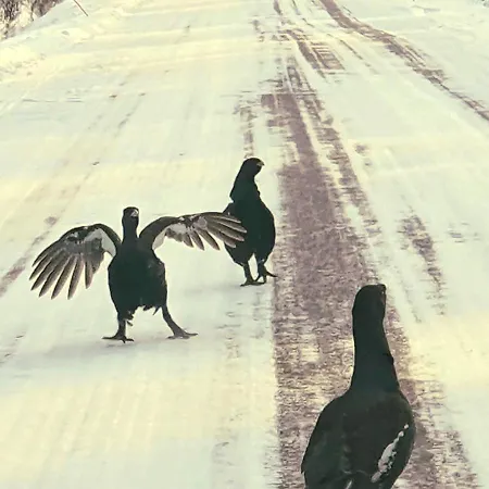 Majatalo Oravanpesae ゲストハウス