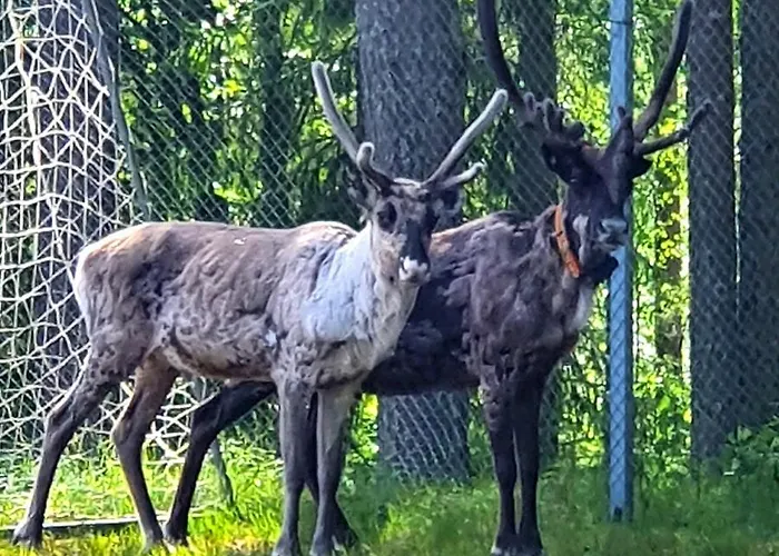 Majatalo Oravanpesae Lampsijärvi