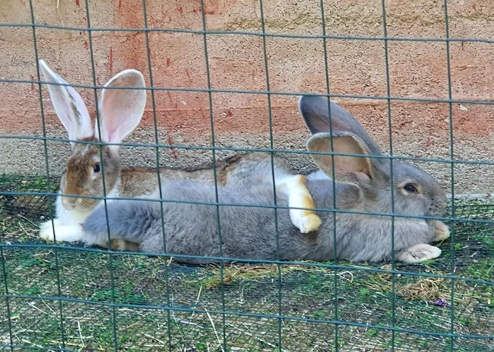 Majatalo Oravanpesae