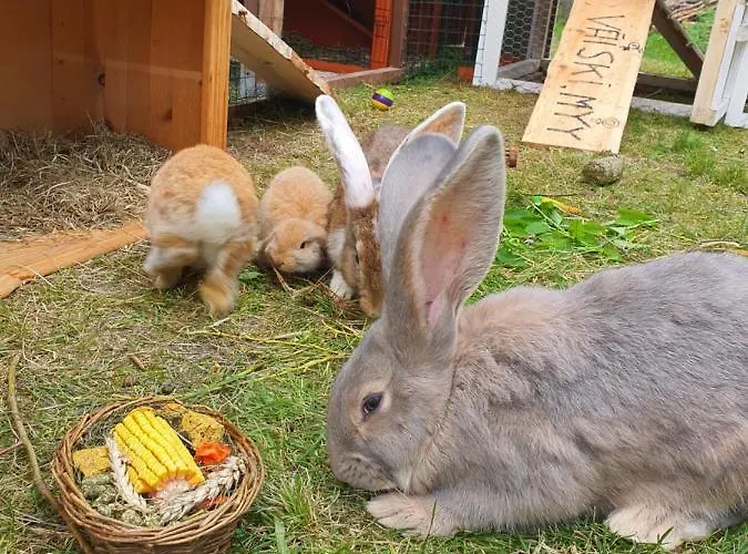 Majatalo Oravanpesae Affittacamere *