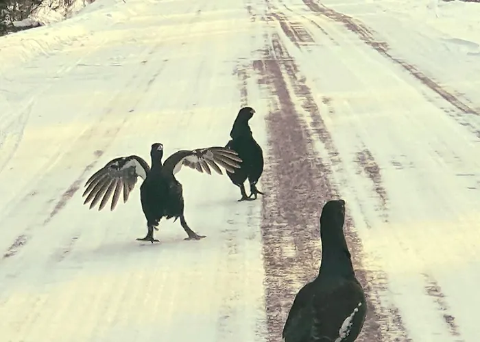 Majatalo Oravanpesae Gæstehus